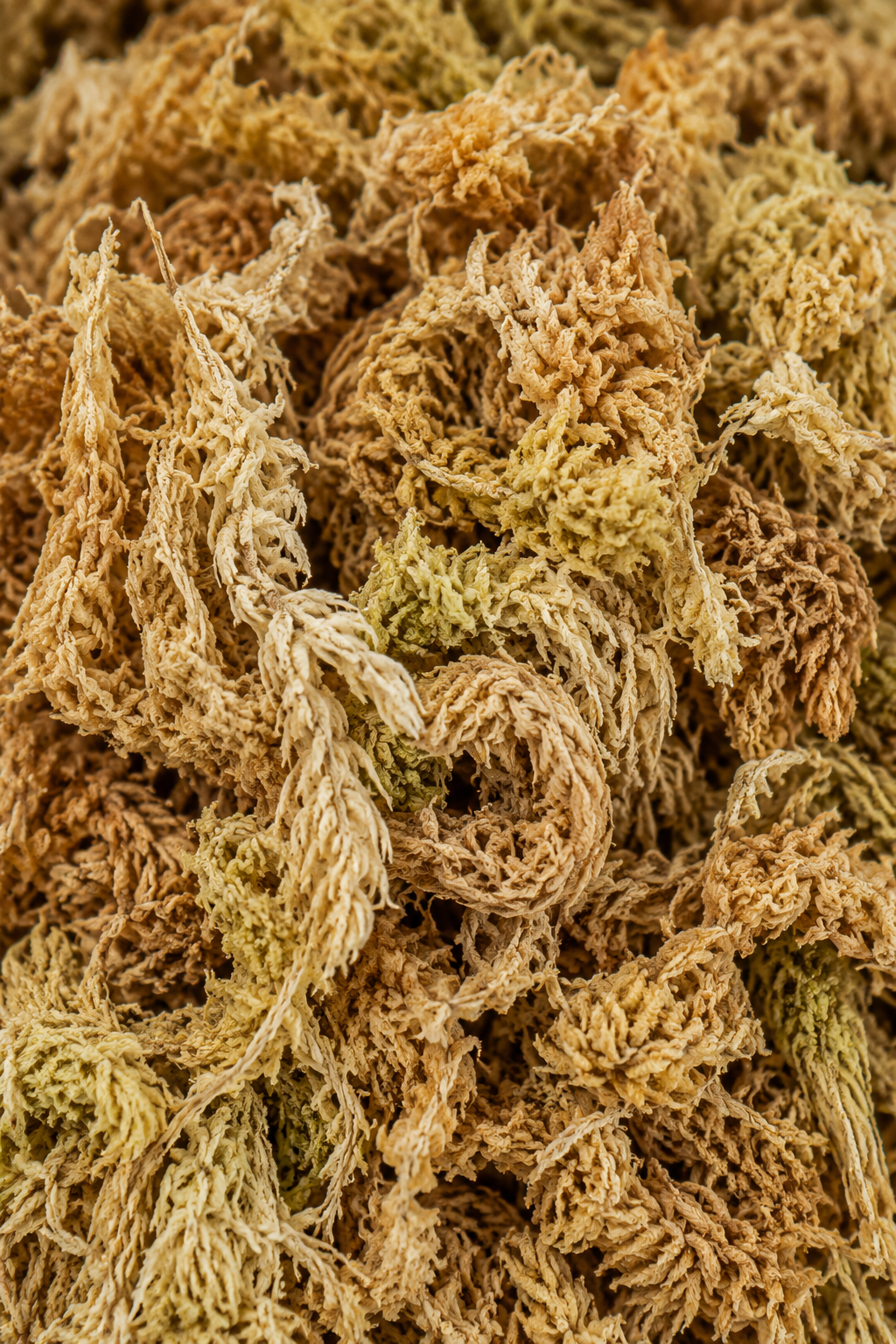 Musgo Sphagnum