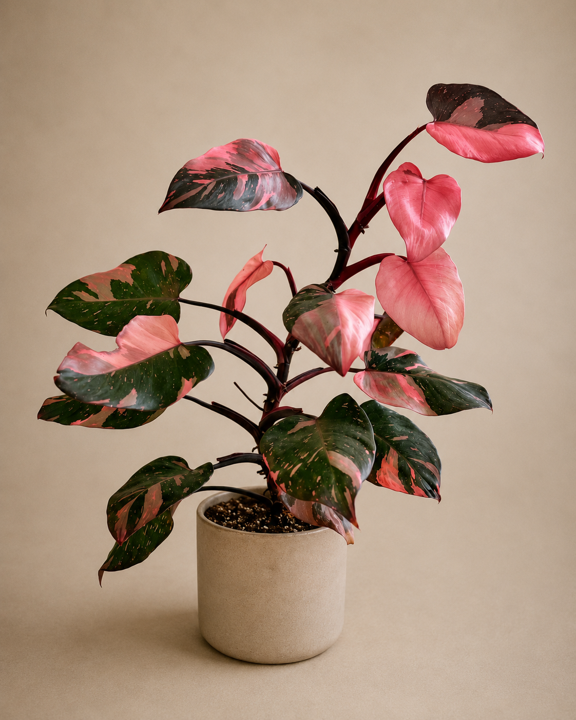 Philodendron